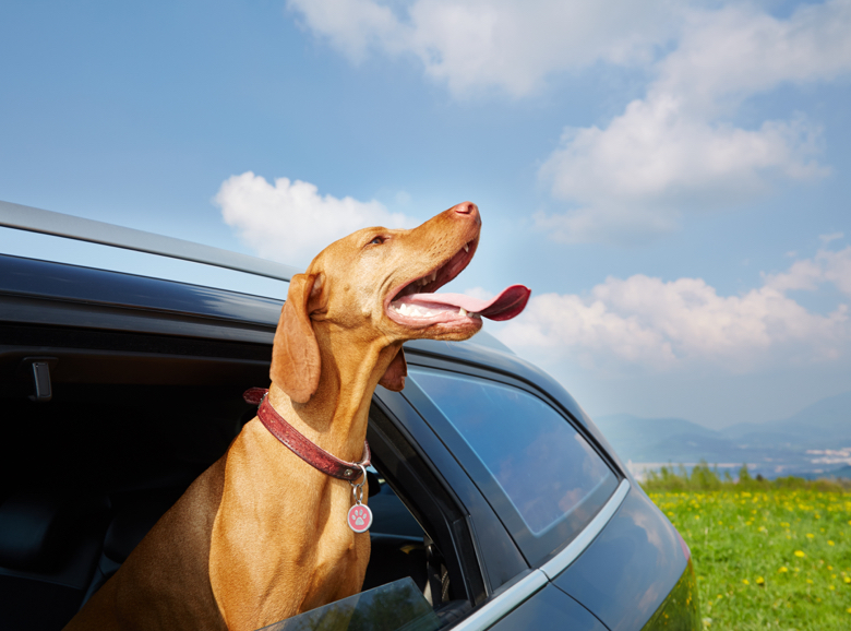 Dog with head out of car