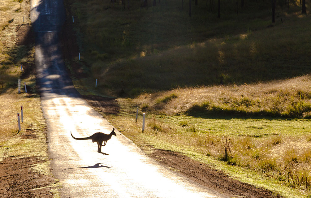 kangaroo crossing the road