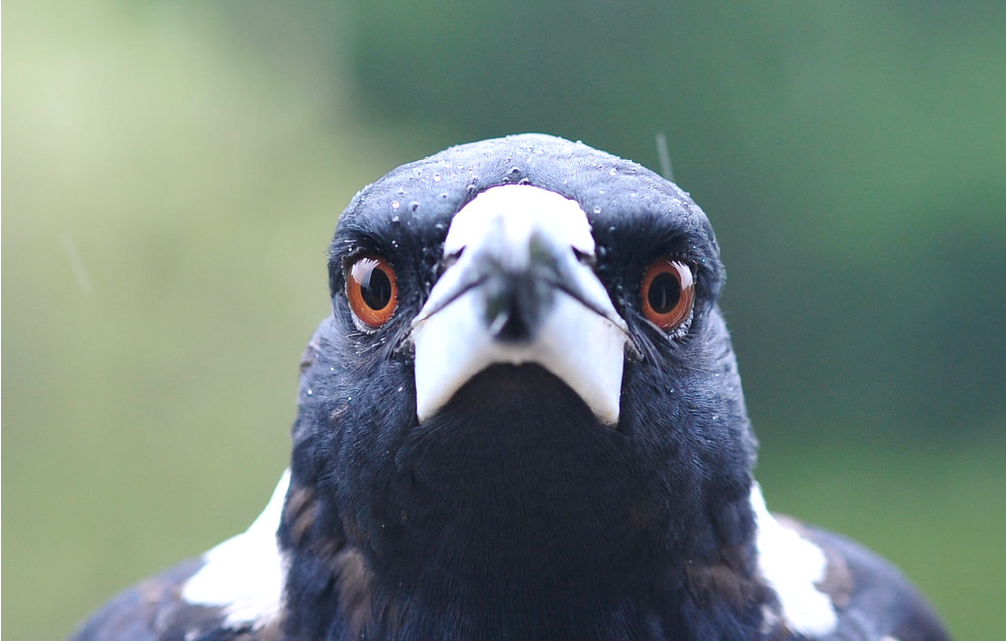 Magpie bird stare